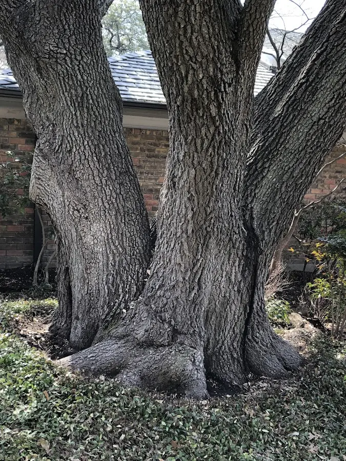 Mature heritage tree close to a Arlington property cared for by certified arborists